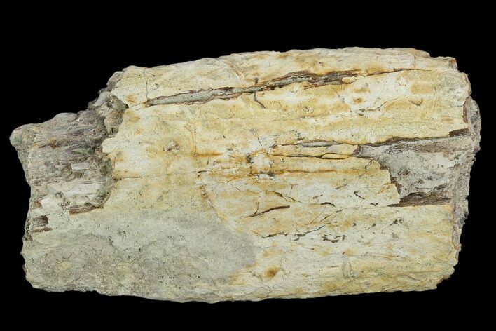 Unidentified Fossil Bone Section - North Dakota #120546